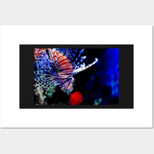 Red lionfish or zebrafish underwater Posters and Art